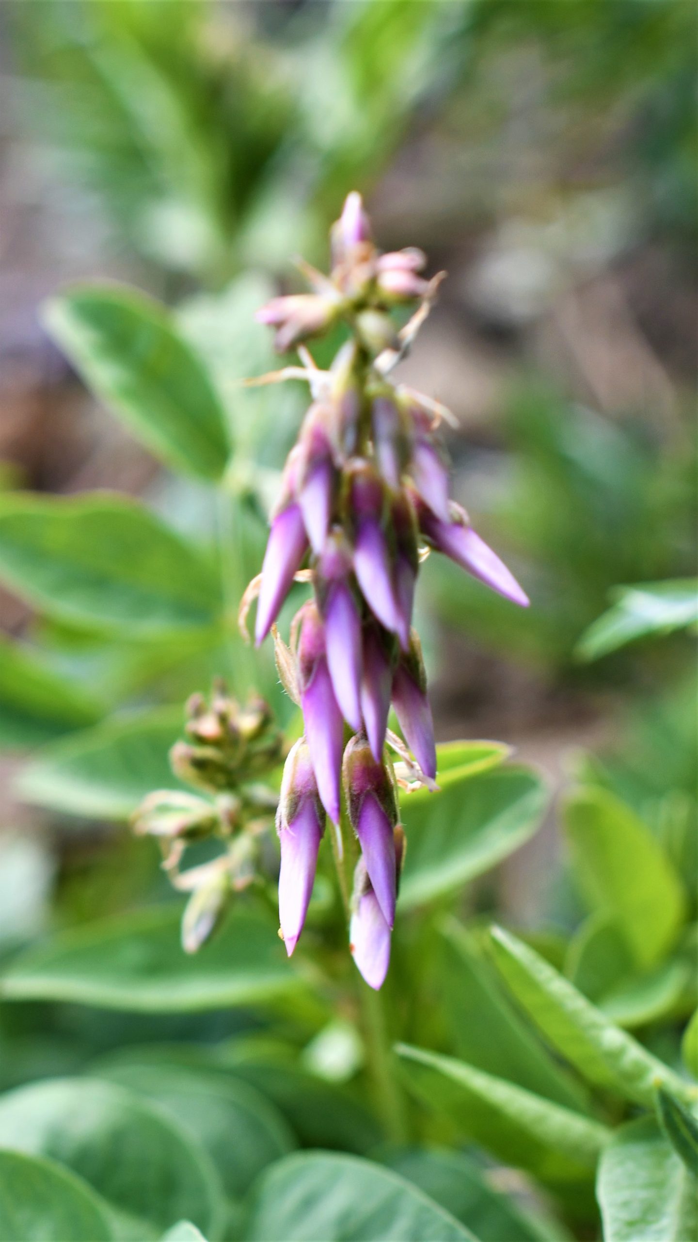 Purple flowers 1